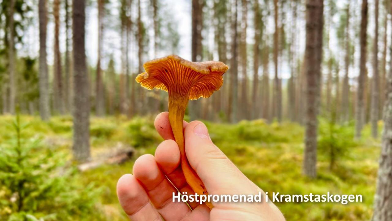 Nyrenoverat Boende I Vackra Järvsö Exterior foto
